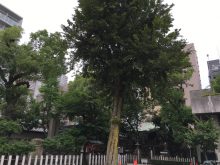 大阪天満宮　木