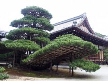 陸舟の松